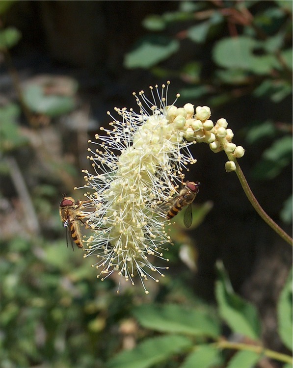 Insetti della Val Venina