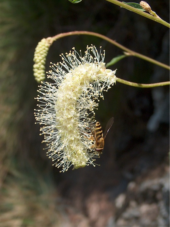 Insetti della Val Venina