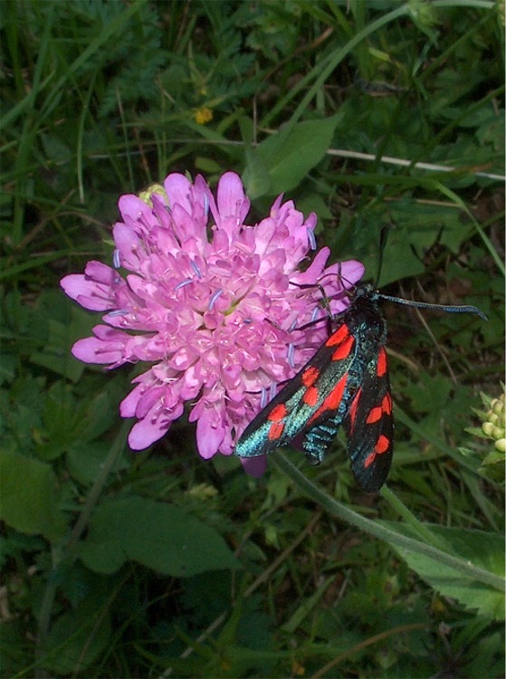 Insetti della Val Venina