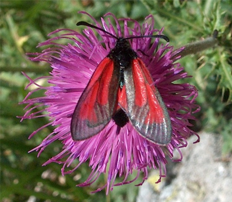 Insetti della Val Venina