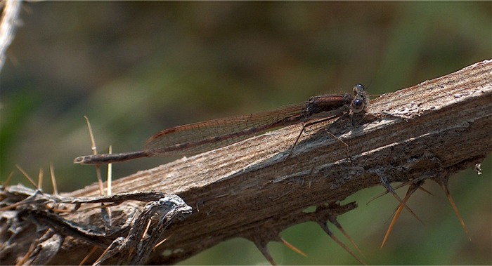Sympecma fusca (Odonata, Lestidae)