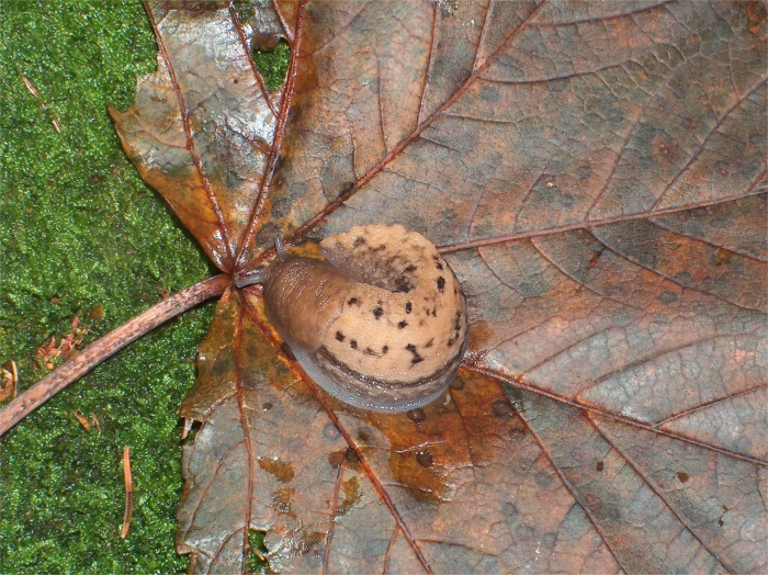 Arion vulgaris e Limax alpinus della  provincia Sondrio