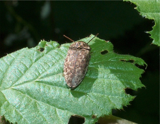 Agrypnus murinus?