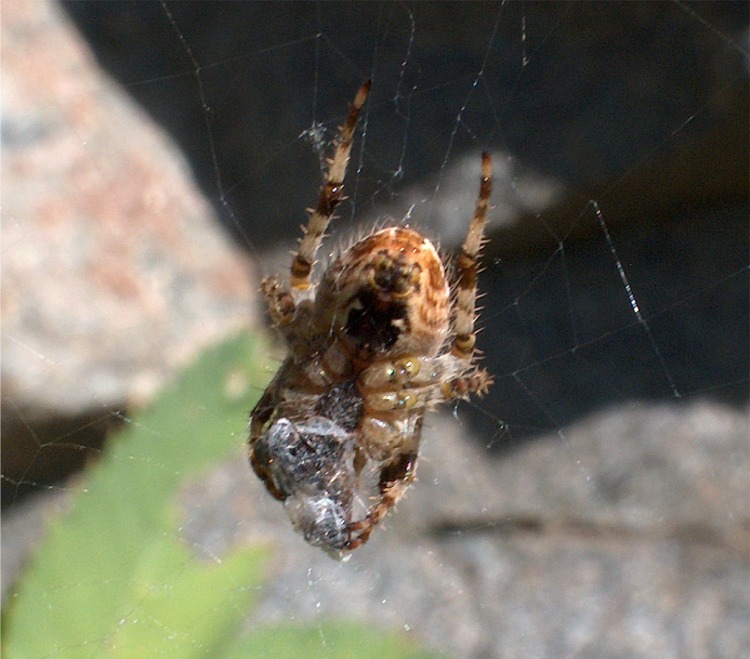 Due Araneidae della Val Venina