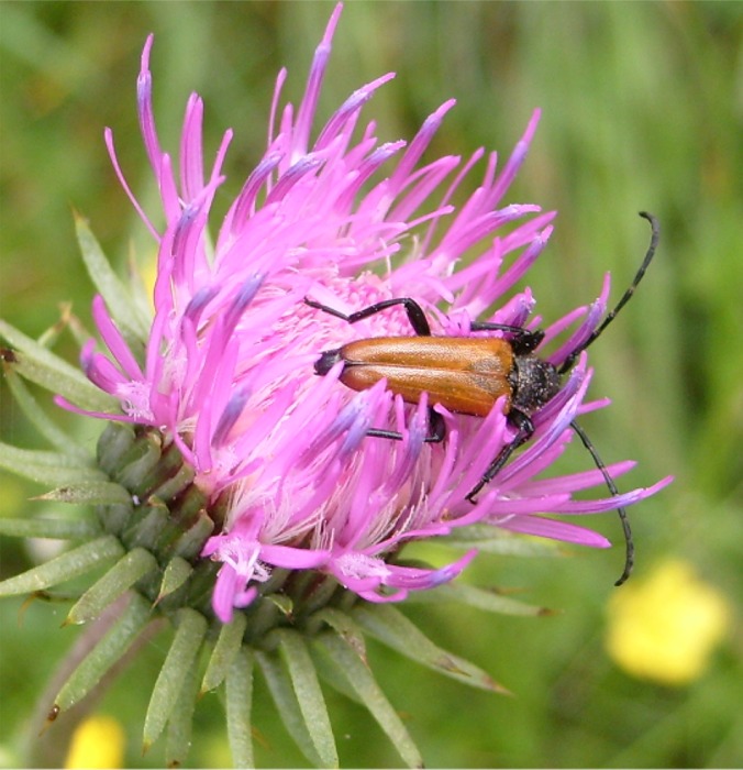 Cerambycidae: Anastrangalia e Paracorymbia