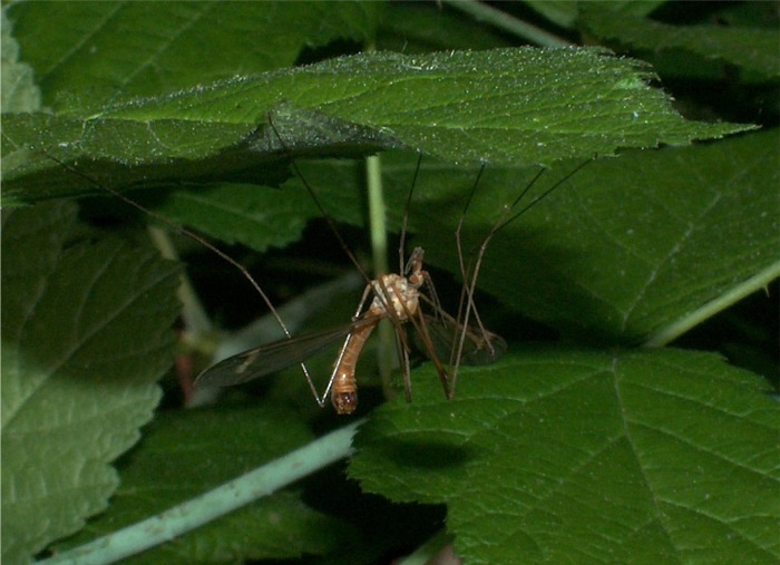 Dittero Tipulidae