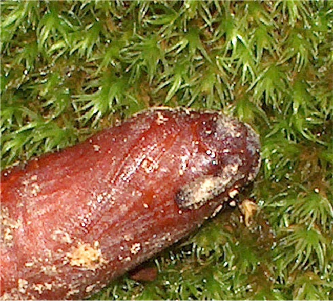 Crisalide misteriosa