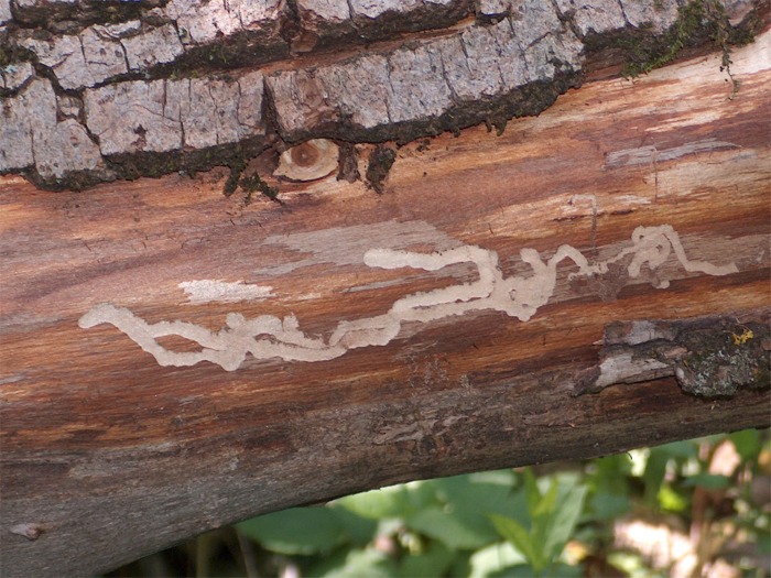 tracce di larve saproxiliche Trachypteris picta decastigma