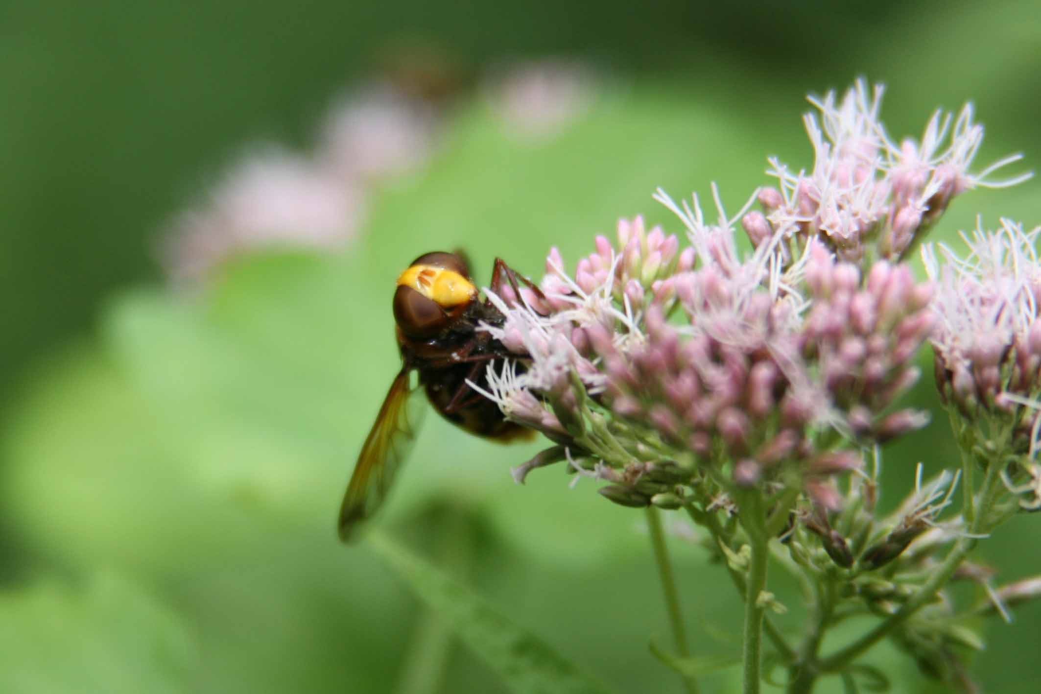 Volucella zonaria