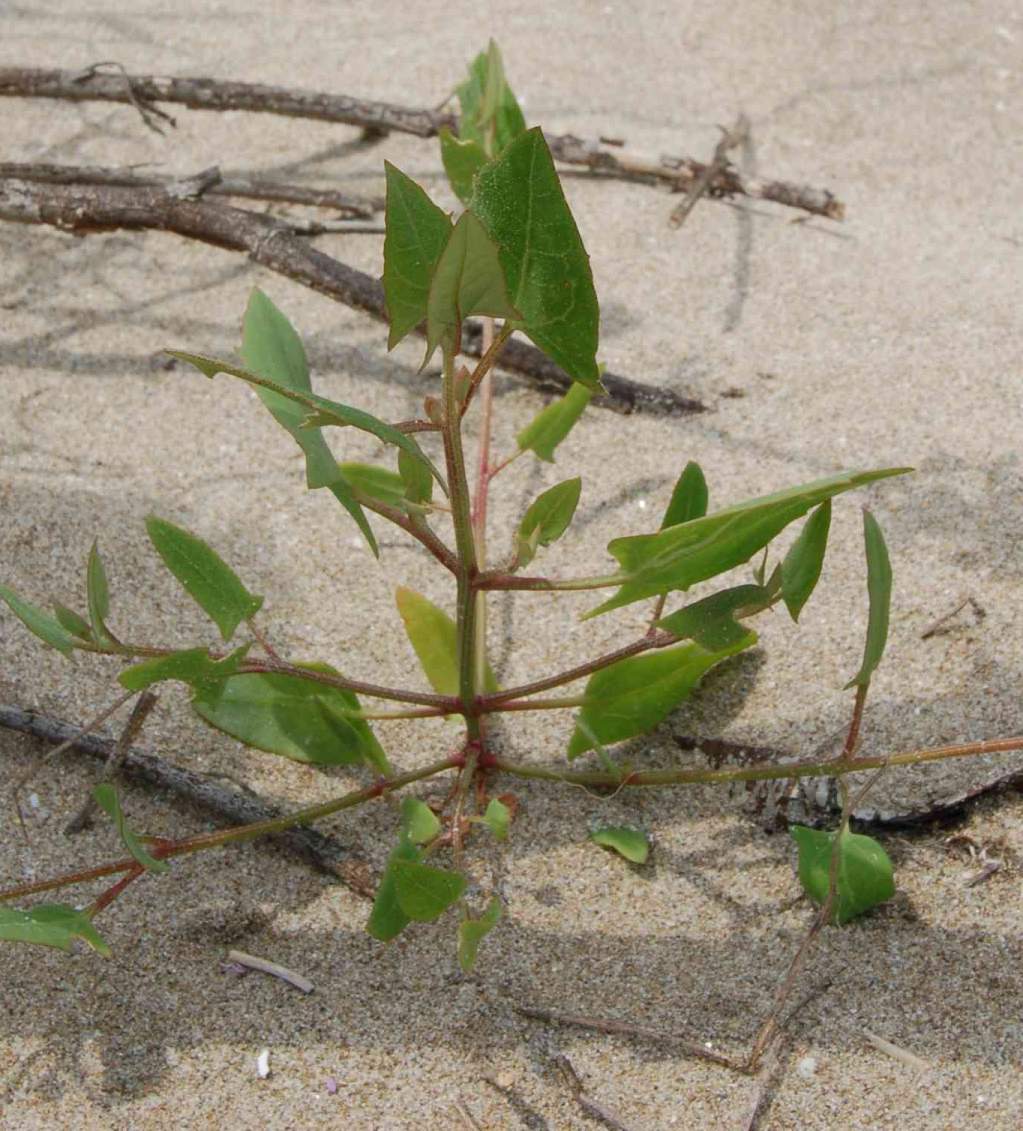 Ambrosia maritima, Cyperus capitatus e Atriplex sp.