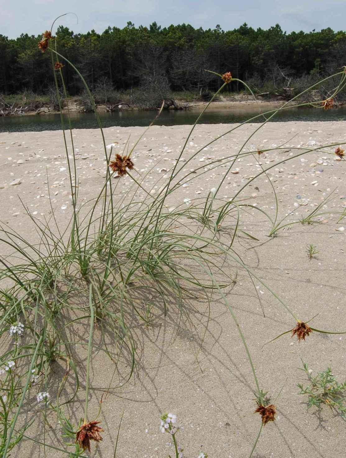 Ambrosia maritima, Cyperus capitatus e Atriplex sp.