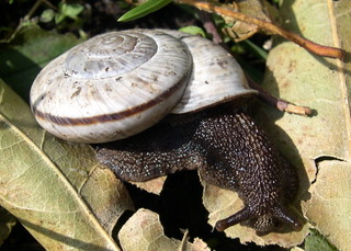 Chilostoma cingulatum tigrinum (De Cristofori & Jan 1832)