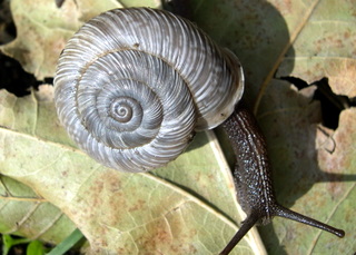 Chilostoma cingulatum tigrinum (De Cristofori & Jan 1832)