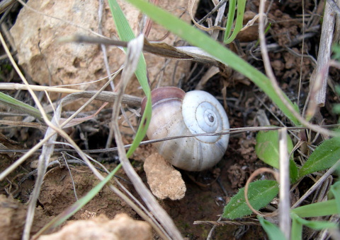 Xerosecta giustii Manganelli & Favilli, 1996