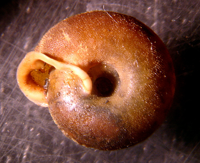 Causa holosericea   (Studer 1820)
