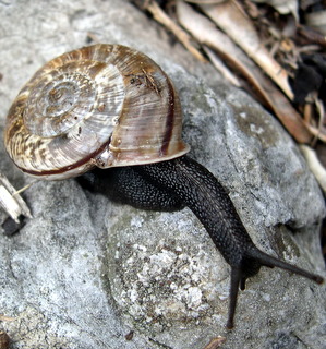 Chilostoma cingulatum tigrinum (De Cristofori & Jan 1832)