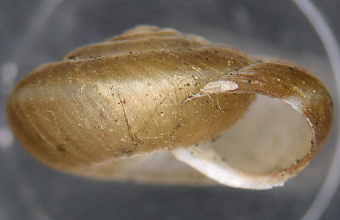 Urticicola umbrosa (Pfeiffer, 1828)