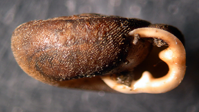 Causa holosericea   (Studer 1820)