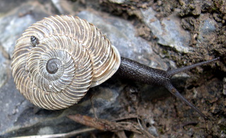 Chilostoma cingulatum tigrinum (De Cristofori & Jan 1832)