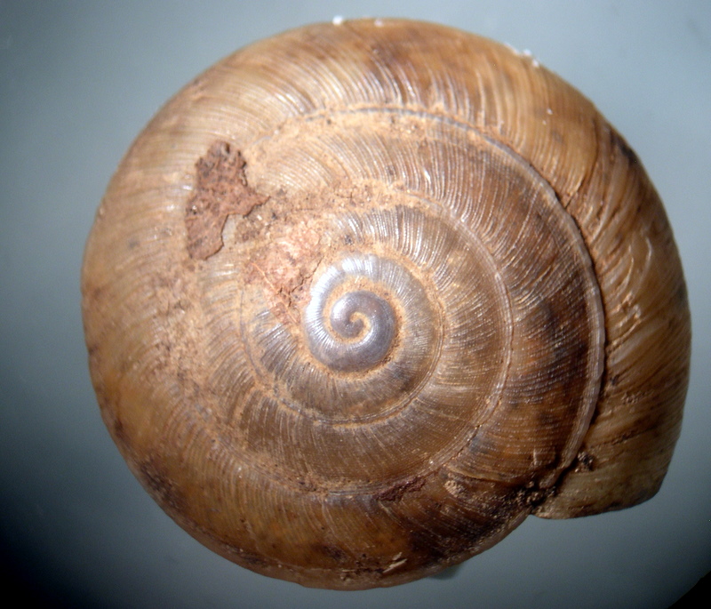 Aegopis gemonensis  (Férussac, 1832)