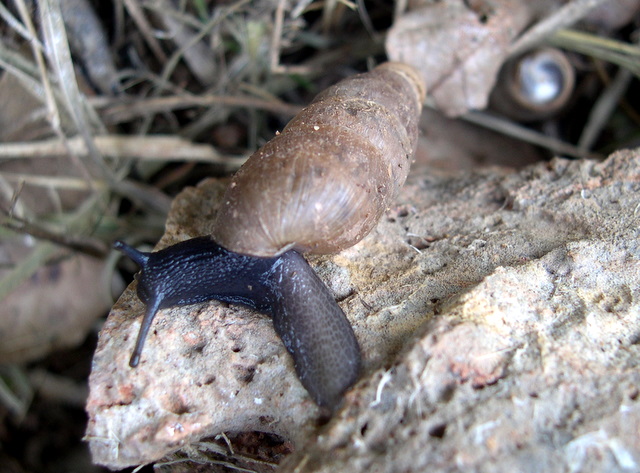 Distribuzione di Rumina decollata