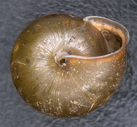 Monachoides incarnatus (O.F. Mller, 1774)
