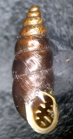 Chondrina megacheilos avenoides (Westerlund, 1874)