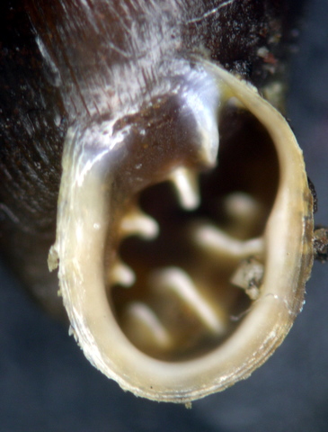 Chondrina megacheilos avenoides (Westerlund, 1874)