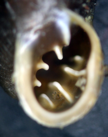 Chondrina megacheilos avenoides (Westerlund, 1874)