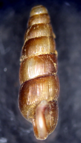 Renea spectabilis (Rossmaessler, 1839)