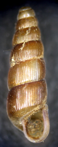 Renea spectabilis (Rossmaessler, 1839)