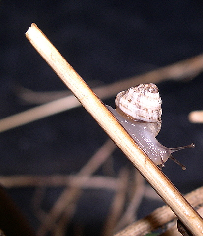 Xerosecta (Polloneriella) contermina (Pfeiffer, 1848)
