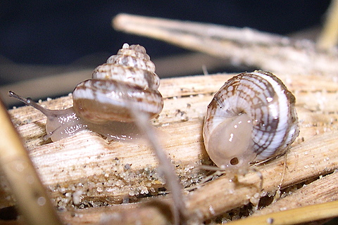 Xerosecta (Polloneriella) contermina (Pfeiffer, 1848)