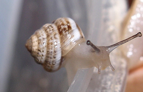 Xerosecta (Polloneriella) contermina (Pfeiffer, 1848)