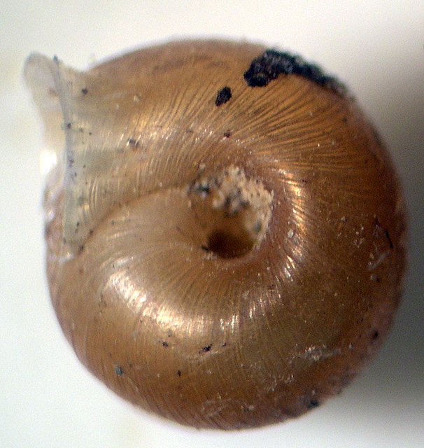 Odontocyclas kokeilii (Rossmssler, 1837)