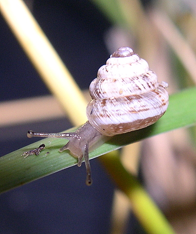 Xerosecta (Polloneriella) contermina (Pfeiffer, 1848)