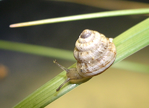 Xerosecta (Polloneriella) contermina (Pfeiffer, 1848)