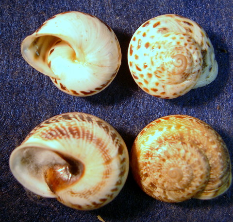 Marmorana (Murella) cf. globularis in Toscana