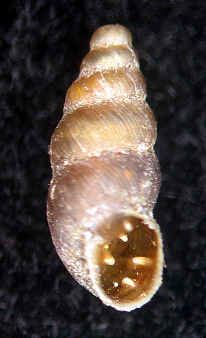 Rupestrella philippii (Cantraine, 1840) ?