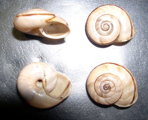 Chilostoma cingulatum Barcis (PN)