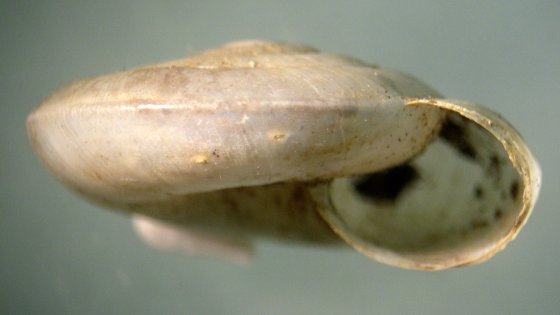 Aegopis gemonensis  (Férussac, 1832)