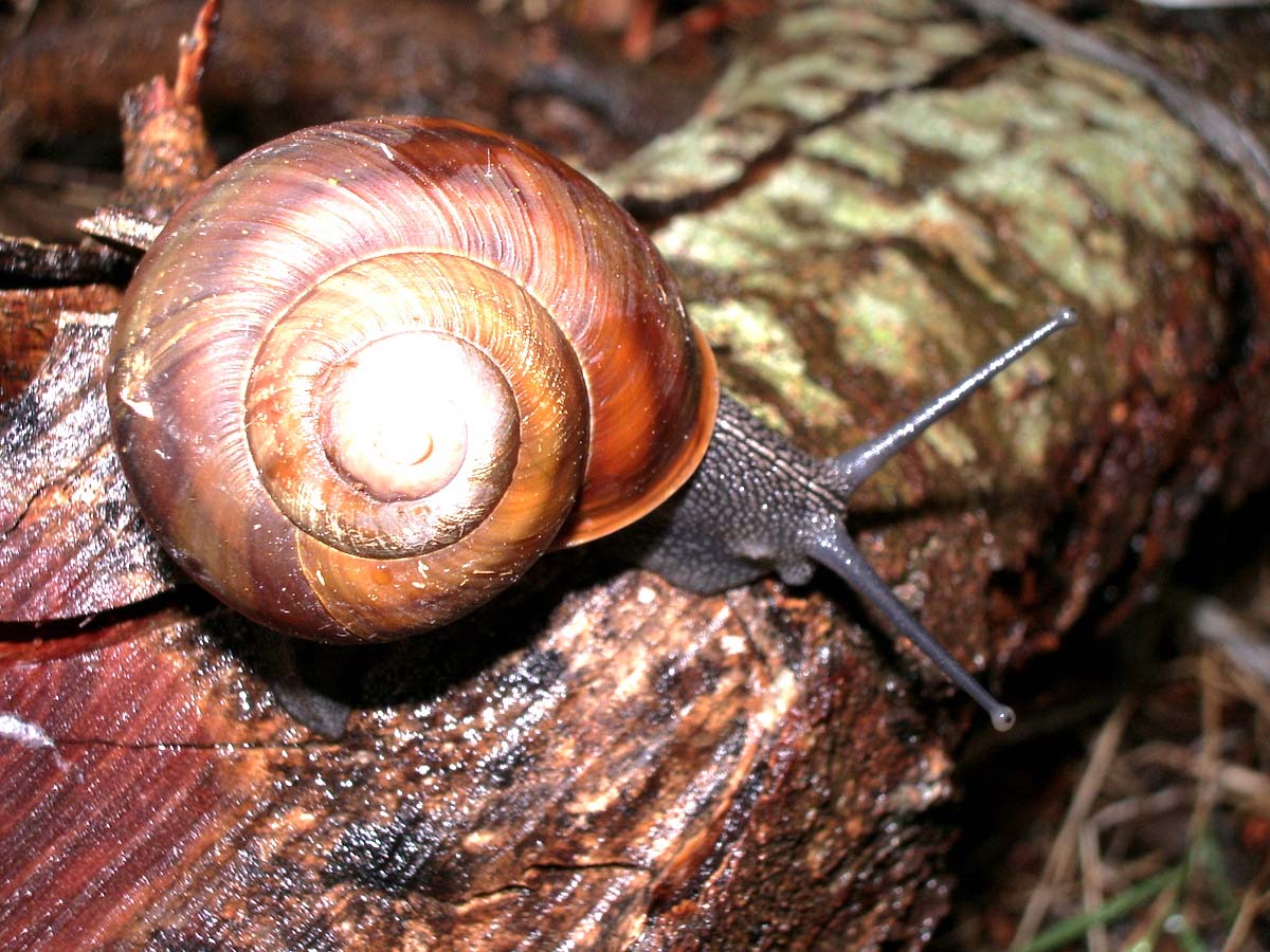 Tacheocampylaea tacheoides (Pollonera, 1909)