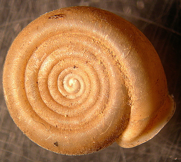 Gasteropode pelosetto