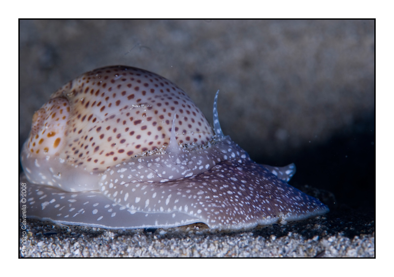 Natica stercusmuscarum