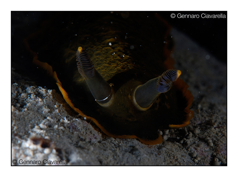 Dendrodoris limbata