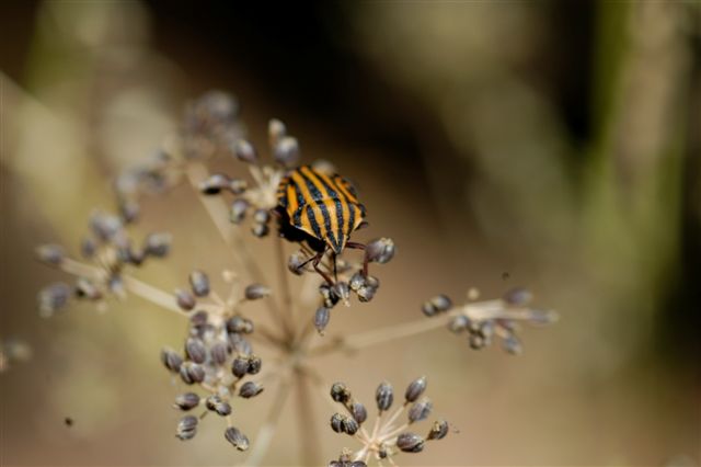 Graphosoma lineatum