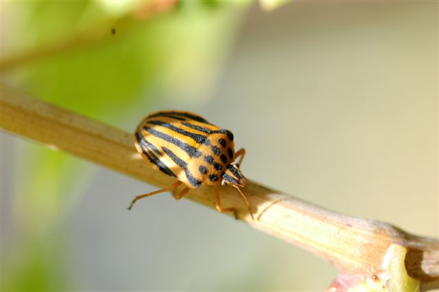 Graphosoma lineatum