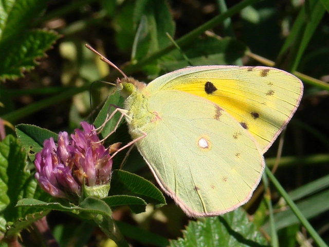 Colias croceus - conferme