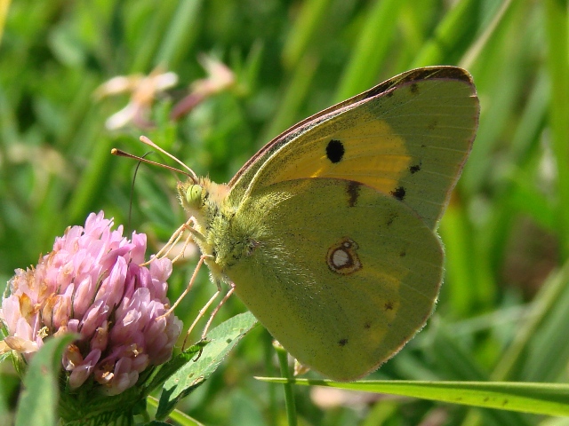 Colias croceus - conferme