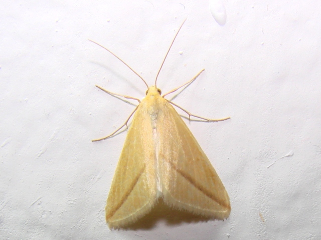 Rhodometra sacratia